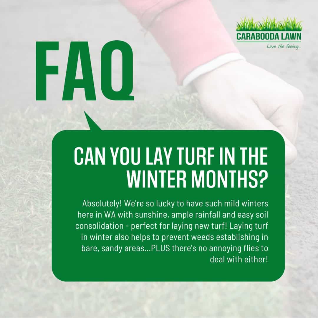 FAQ: Can you lay turf in Winter?The simple answer is YES absolutely!We are extremely lucky living in WA with mild Winters, sunshine and ample rainfall to establish a new roll-on lawn.There are so many pros for installing roll-on turf during Winter, including:👍 Taking advantage of free water
👍 No flies
👍 Listening to birds and chatting with neighbours whilst you consolidate soil
👍 Knowing that you're covering bare sandy areas effectively- which are usually a magnet for Winter weeds!Why not take advantage of purchasing a Spring Lawn Starter Pack with your turf delivery, so you're all set for Spring!If you have any questions, please send us a DM!.
.
.
#lawnmaintenance #lawncarelife #turfmanagement #lawncaretips #puttinggreen