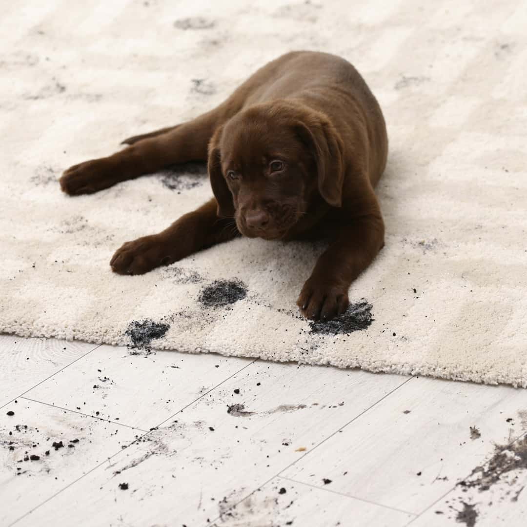 Is rain turning your sandy backyard into a soggy mess? 😩Turn it around with our natural roll-on turf!With fresh grass installed, you can walk around your property without leaving dirty footprints wherever you go.Browse our Turf Varieties via our link in bio.Alternatively, visit your local Bunnings store 🛠️.
.
.
#bunnings #lawnmaintenance #perthturf #lawnsolutions #gardeningideas