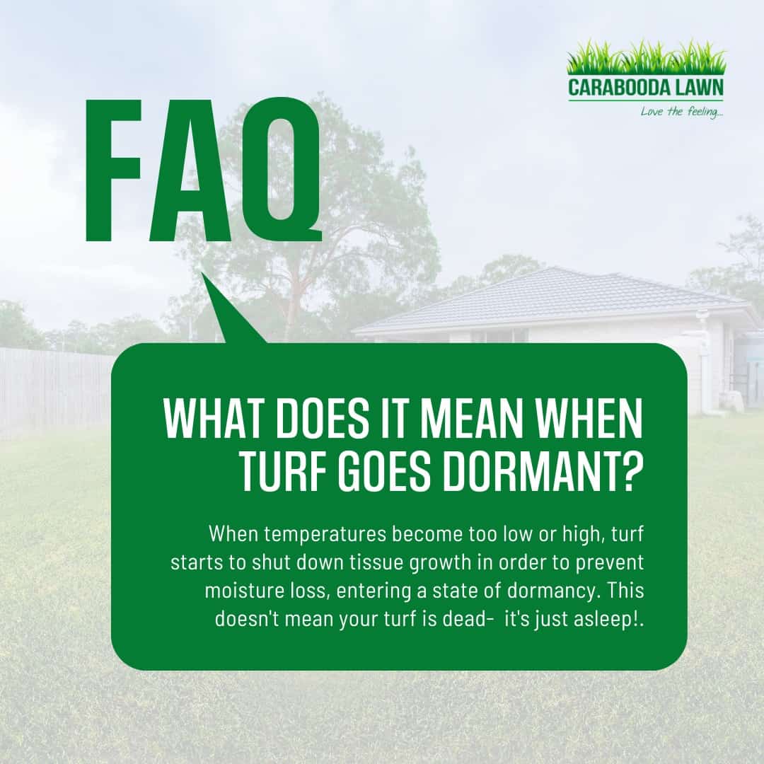 We've almost reached Winter, which means your turf is going to slow down in growth!Warm season turf varieties like Buffalo, Couch and Kikuyu never go fully dormant...they just grow at a much slower pace.Lawns will lose some colour over Winter as they conserve energy, but they will quickly regain colour once Spring arrives.Remember to raise your mowing height and keep an eye out for any Winter weeds, so you can treat it quickly with herbicide before it goes to seed!So.... what does being 'dormant' actually mean for your grass?.
.
.
#turfcare #lawncarelife #turflife #turfgrass #turf