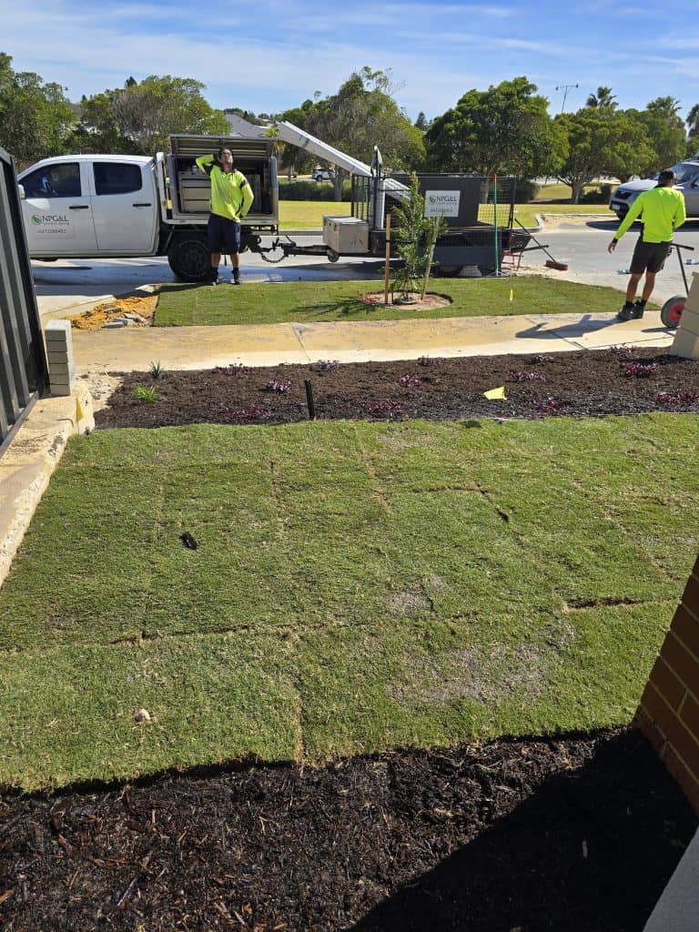 Savana Santa Ana Lawn Installed in front yard in Two Rocks