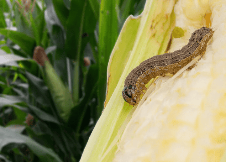 Armyworm Perth