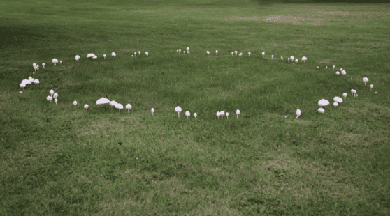 Fairy Ring