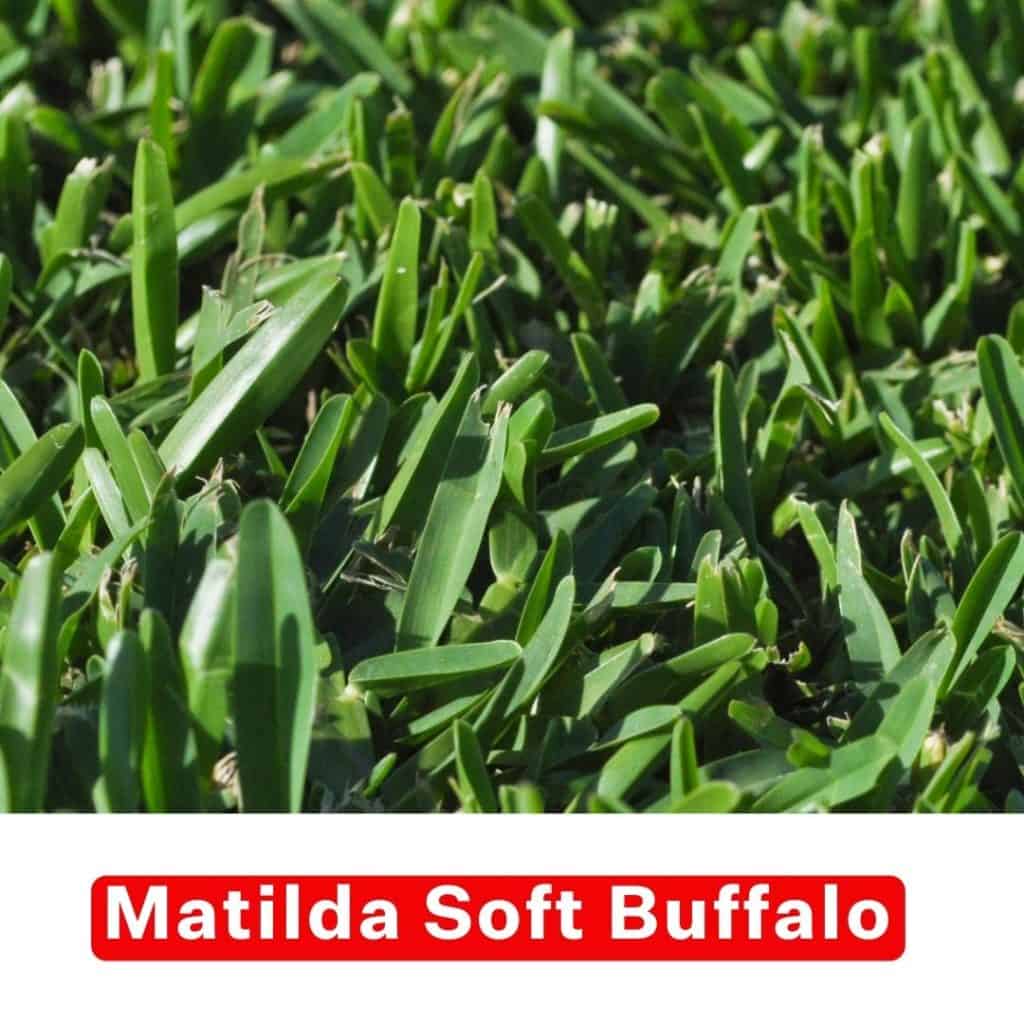 Buffalo Grass Perth Buffalo Turf, Buffalo Roll on Lawn