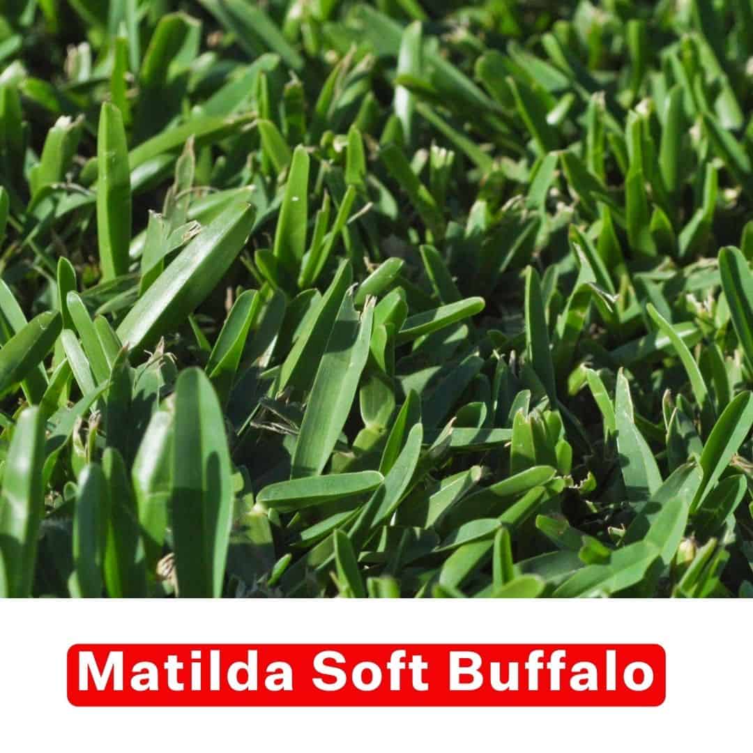 Soft Buffalo Turf