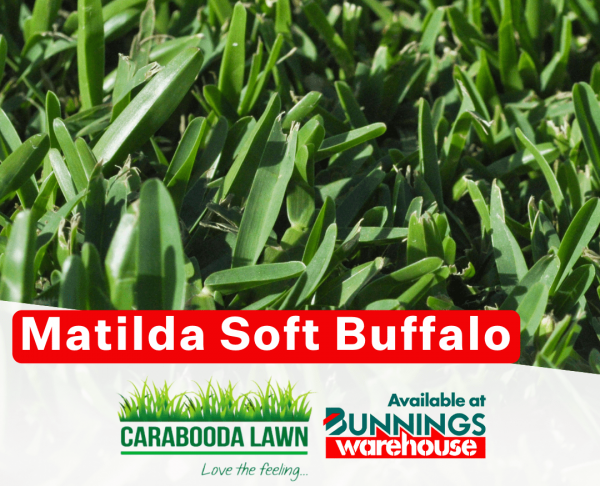 Buffalo Grass Perth Buffalo Turf Buffalo Roll On Lawn Perth 