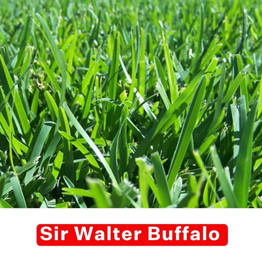 Sir Walter Buffalo