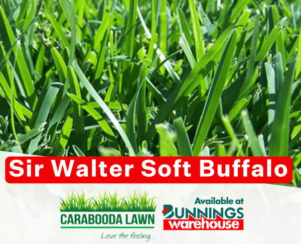 Sir Walter Buffalo Perth Turf Turf Farm Roll On Lawn 