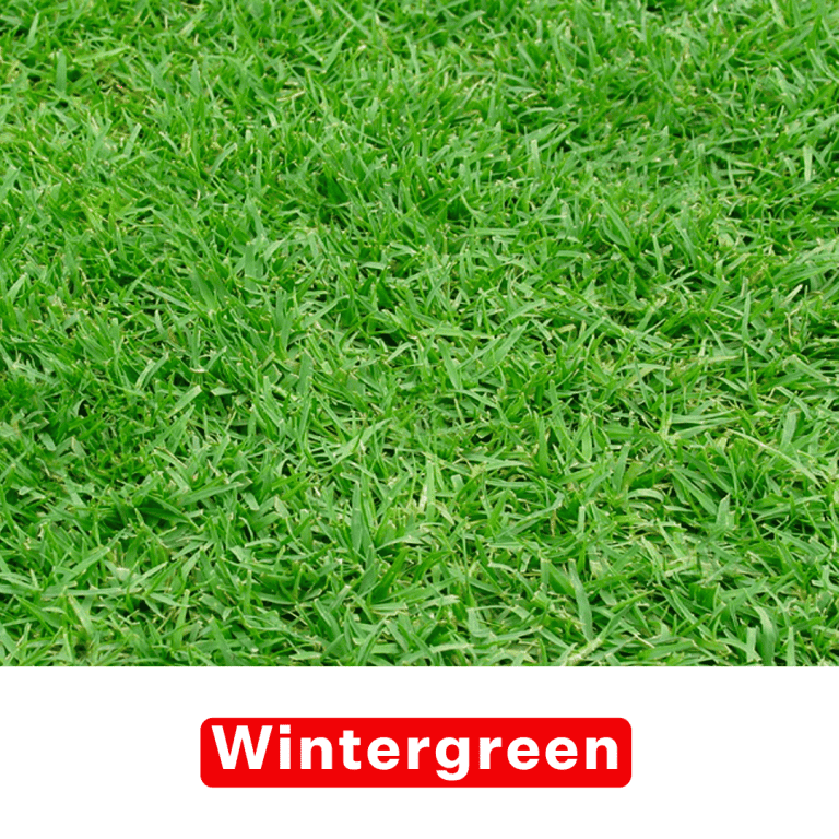 Wintergreen Turf Perth