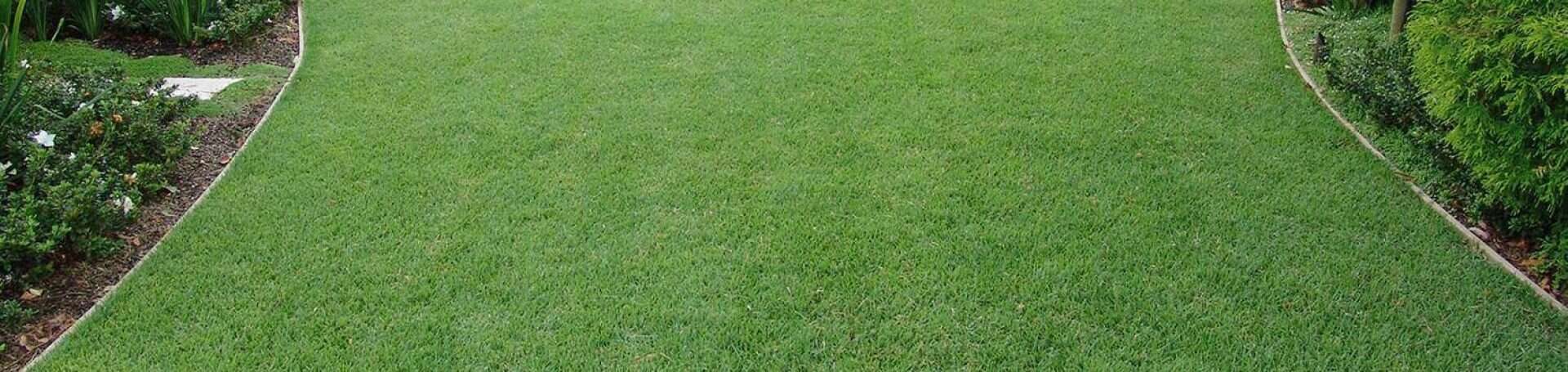 Wintergreen Buffalo Turf Perth