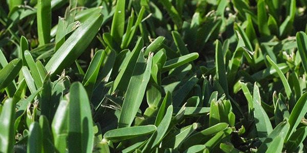 Matilda Buffalo Grass Perth
